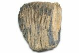 Palaeoloxodon (Mammoth Relative) Molar - Hungary #357030-5